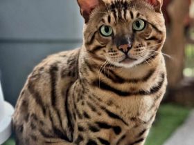 Bengal Deckkater