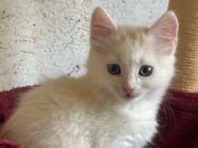 Oliver - Wuscheliger kleine Flauschebär sucht neues Zuhause