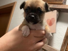 Zwei Fellnasen suchen liebevolles Zuhause