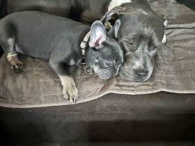Blue Staffordshire Bullterrier