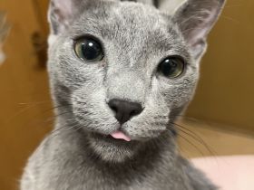 Russisch blau Kater in liebevolle Hände abzugeben !