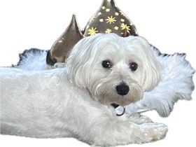 Bisbi - verliert unverschuldet sein Zuhause