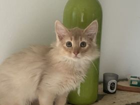 Somali Kitten aktuell