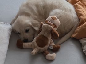 Golden Retriever Mädchen