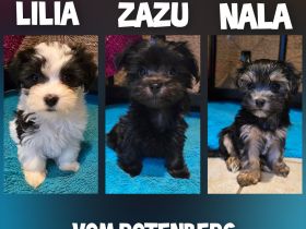 Havaneser-Malteser Welpen