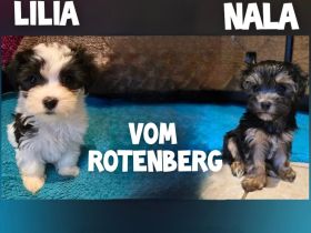 Havaneser-Malteser Welpen