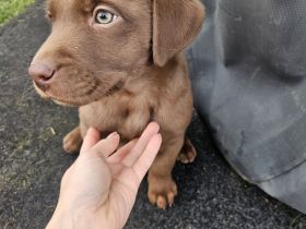 Braune Labrador Welpe Hündin sucht noch ein Zuhause