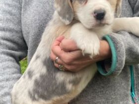 Super süße Beagle / Shepherd Welpen zu verkaufen