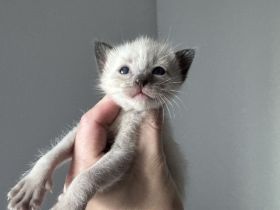 Reinrassige Siam Kitten in Seal Point