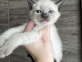 Reinrassige Siam Kitten in Seal Point