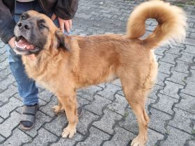 Liebevoller Mischlingsrüde sucht Traumzuhause