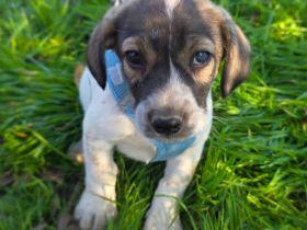 Nelly ein Basset Beagle Mix