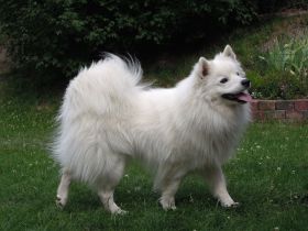 Spitz Welpen, Varietät Großspitz, Deutscher Spitz