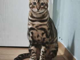 Wir verkaufen Bengal Kater