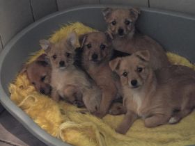 Yorkshire-Mix Welpen suchen ein Zuhause!