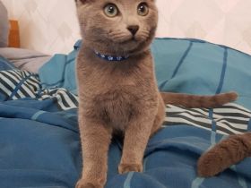 Reinrassige Russisch Blau Kitten