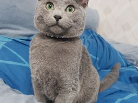 Russisch Blau Kitten Männchen