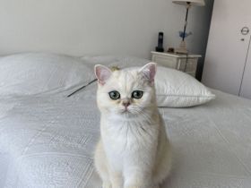 BKH KITTEN Männlich ab sofort abzugeben