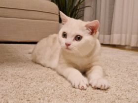 BKH KITTEN Männlich ab sofort abzugeben