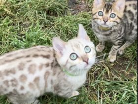 Bengal Kitten Katzenbaby
