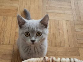 Süßes Lilac Kitten ab sofort abzugeben!!!