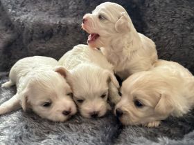 Süße Malteser Welpen.Creme/Weiß.