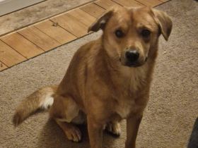 Mr.Waffels, 4 Jahre alt, Menschen bezogen und freundlich, sucht ein gutes Zuhause