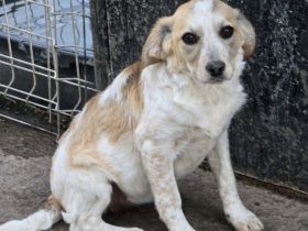 Bella – wartet auf ihr Ticket ins Glück!