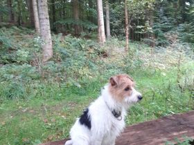 Parson Deckrüde gesucht