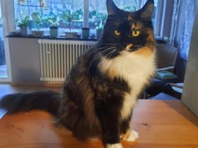 bezaubernde reinrassige dreifarbige Maine Coon Dame mit Stammbaum