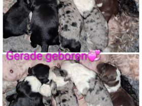 Mini Aussiedoodle F1