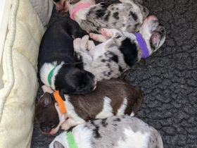 Mini Aussiedoodle F1