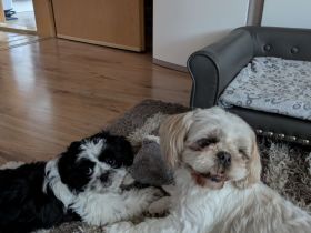 Shi Tzu Welpe Bella sucht ein Zuhause..