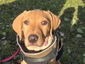 Wunderschöne Vizsla-Labrador Hündin (11 Wochen alt)