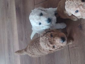 Goldendoodle Welpen Herzensbrecher Hündin weiß