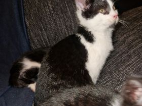 Zuckersüße Babykatzen