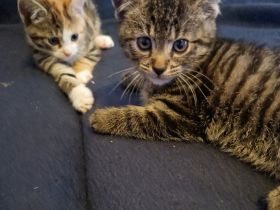 Zuckersüße Babykatzen