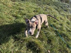 Welpi sucht ein neues Zuhause