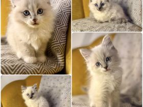 Flauschige Ragdoll/Heilige Birma Kitten suchen ein Zuhause