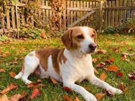 Bethany 3, weiblicher Mischling (zur Pflege in 26135 Oldenburg)