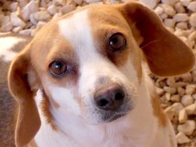 Bethany 3, weiblicher Mischling