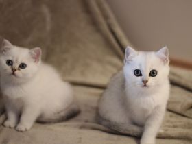 BKH Kitten Silver-Shaded ab sofort bereit zum Auszug!