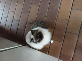 Barney und Peppels möchten zusammen bleiben!!