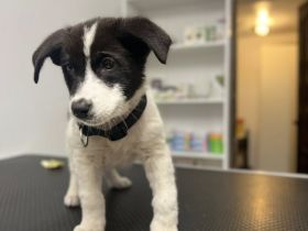 Kleine Kämpferin Mila sucht großes Herz