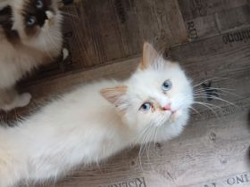 Wunderschöne Kitten