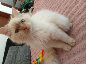 Wunderschöne Kitten