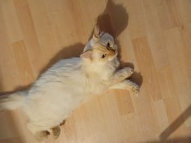 Wunderschöne Kitten