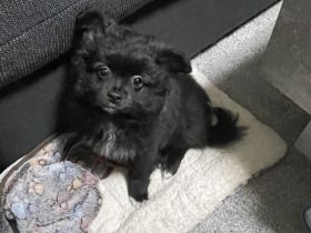 Zu verkaufen ein 4 Monate alter rüde