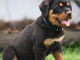 Reinrassig Rottweiler Welpen WhatsApp. +4917659381234