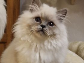 Heilige Birma Kitten mit Stammbaum